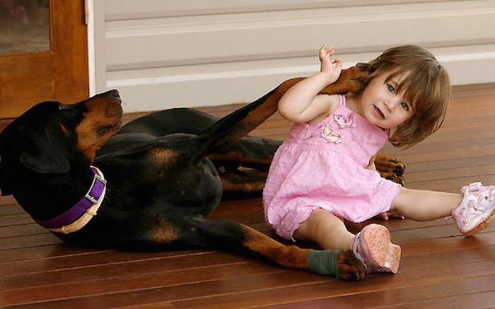 Mẹ hốt hoảng khi chó doberman vừa nhận nuôi tha con gái nhỏ ném đi xa cả mét, nhưng hóa ra đó là hành động anh hùng