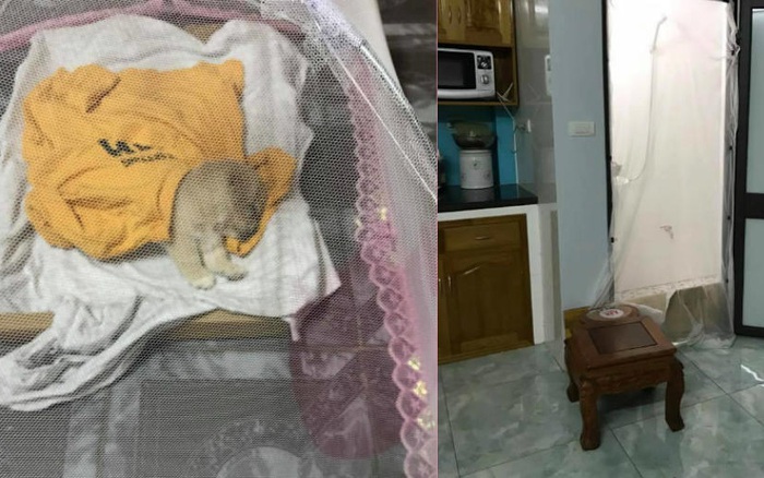 Bố mẹ chiều cún yêu hơn cả con gái: Đã mua màn chống muỗi, còn có cả phòng riêng để “cục cưng” được thoải mái