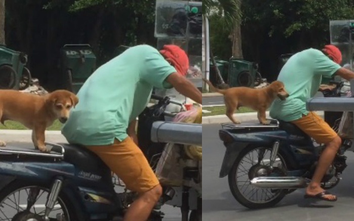 Clip: Chú cún nhỏ ngồi ngoan trên yên sau để theo người đàn ông đi bán ốc xào
