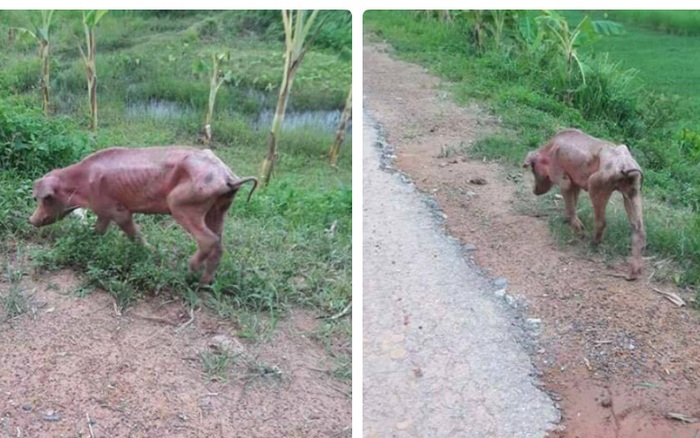 Chú lợn bị chủ bỏ rơi gầy trơ xương khiến cư dân mạng xót xa