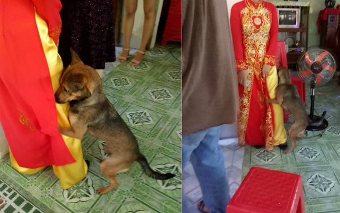Biết cô chủ sắp về nhà chồng, chú chó nhỏ ôm chặt chân không chịu rời đi