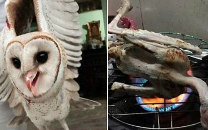 Thanh niên bắt được chim cú mèo, làm lông nướng ăn rồi chụp ảnh đăng lên mạng