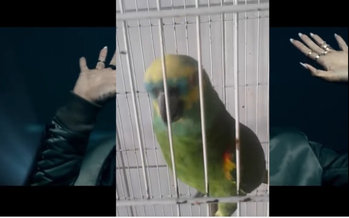 Clip: Chú vẹt gây ngỡ ngàng khi hát quá hay bản hit của Rihanna