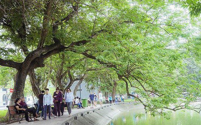 Đặt ga ngầm C9 bên hồ Hoàn Kiếm: Lên phương án di chuyển 9 cây sưa đỏ