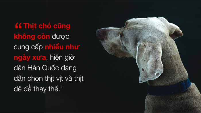 Chuyện ở những đất nước mà chó mèo có hai số phận: Được cưng chiều hết mực, hoặc oặt mình trong lồng cũi tới bàn tiệc - Ảnh 16.