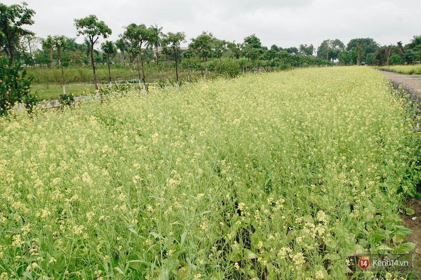 Mùa táo, mùa hoa cải đến rồi, sang Học viện Nông nghiệp ăn tẹt ga, sống ảo cực chất chỉ với 15 nghìn - Ảnh 10.