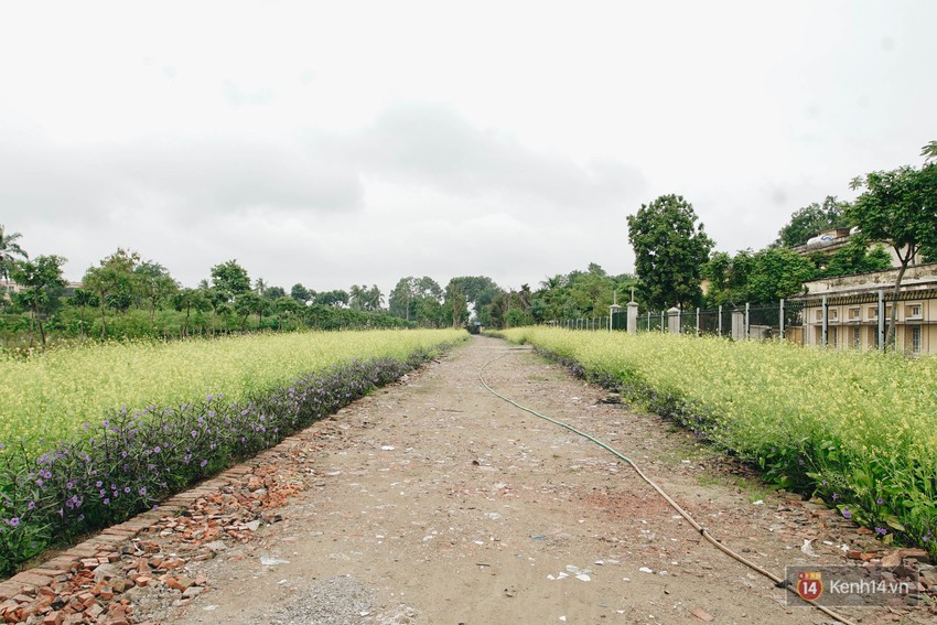 Mùa táo, mùa hoa cải đến rồi, sang Học viện Nông nghiệp ăn tẹt ga, sống ảo cực chất chỉ với 15 nghìn - Ảnh 12.