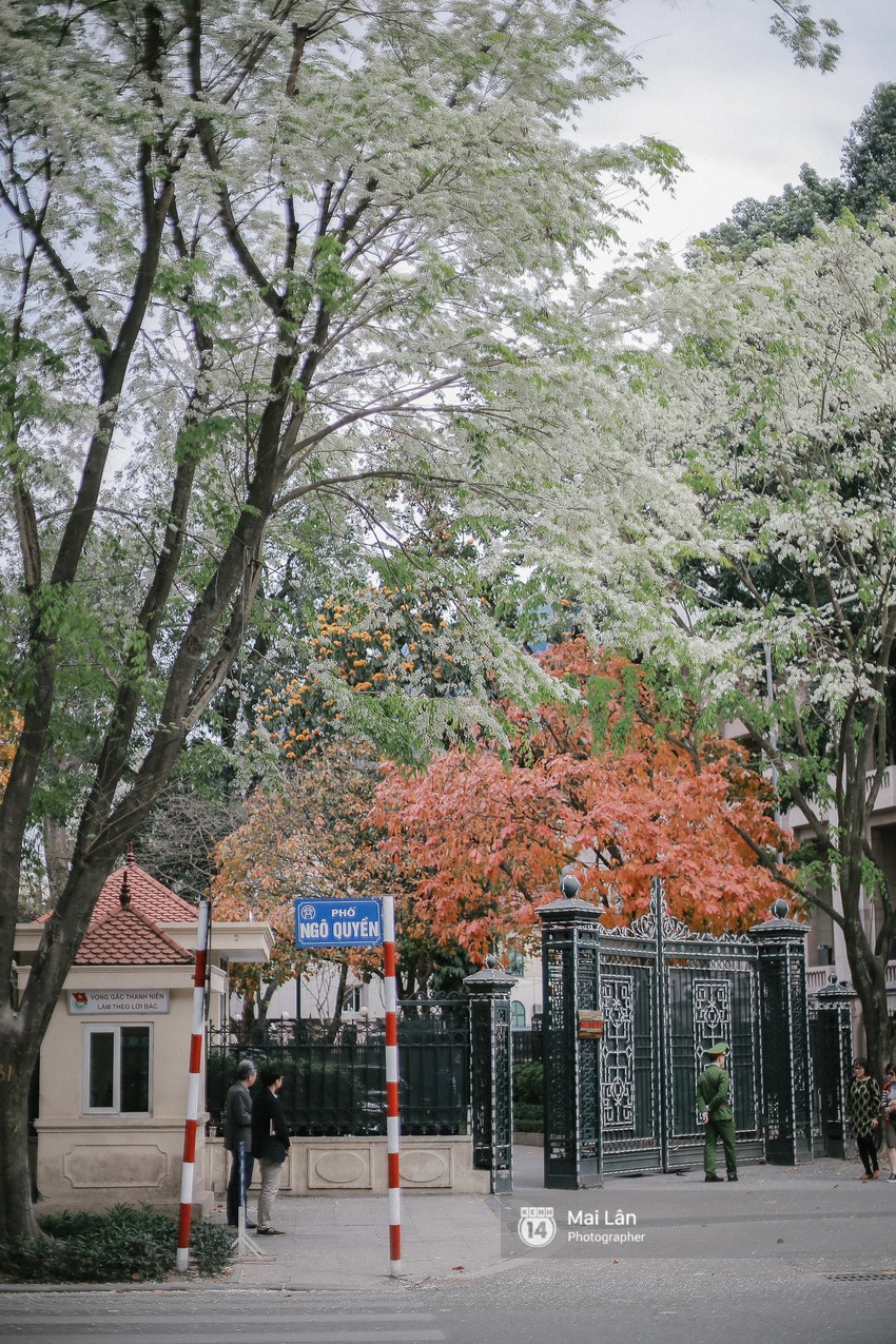 Chùm ảnh: Đây là Hà Nội, của những ngày trắng muốt hoa sưa... - Ảnh 4.