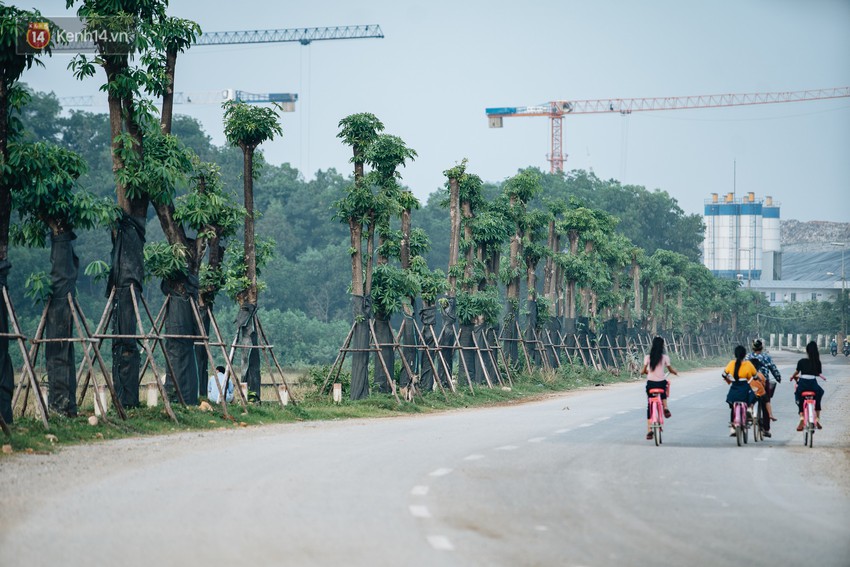 Cuộc di cư của 96 cây hoa sữa từ hồ Tây ra bãi rác Nam Sơn: Đâm chồi lộc xanh, hy vọng khuếch tán mùi hôi thối - Ảnh 1.