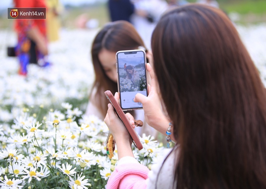 Hàng nghìn người chen chúc “check in” vườn cúc họa mi lần đầu tiên được trồng ở Đà Nẵng - Ảnh 11.