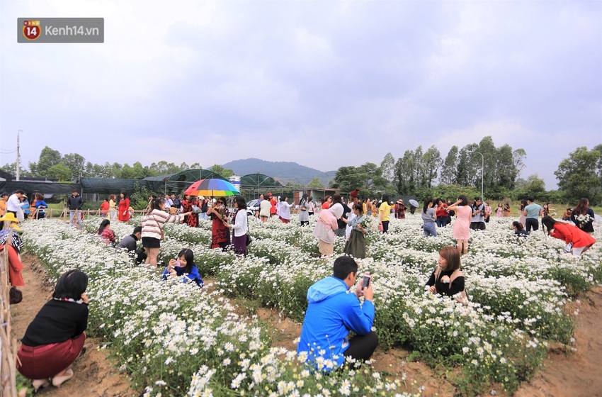 Hàng nghìn người chen chúc “check in” vườn cúc họa mi lần đầu tiên được trồng ở Đà Nẵng - Ảnh 6.