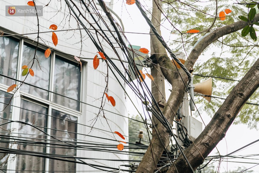 Hà Nội đẹp đến nao lòng mùa cây thay lá, màu vàng nên thơ phủ khắp phố phường - Ảnh 16.