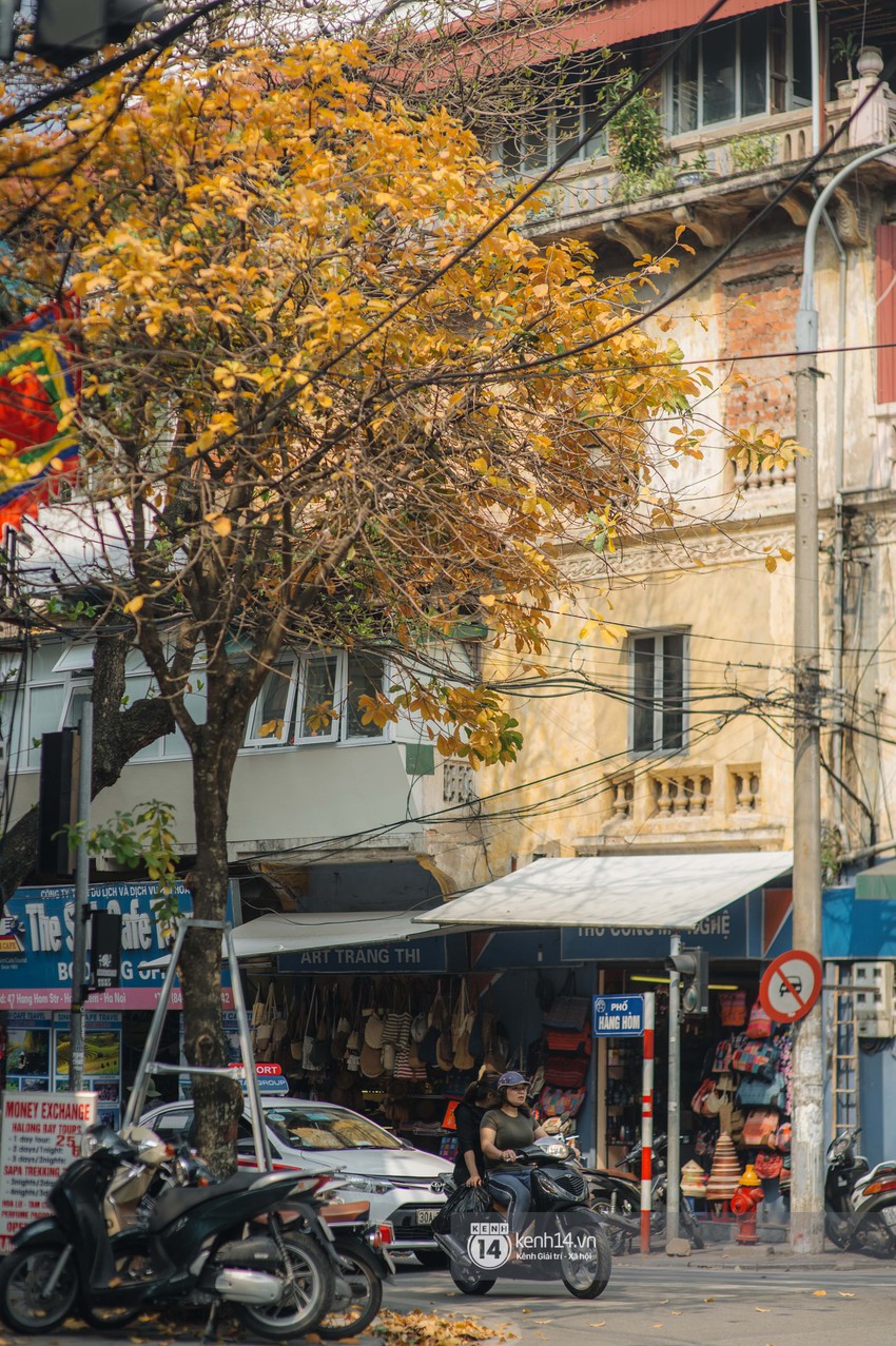 Hà Nội những ngày mùa xuân lá đỏ lá vàng: Đẹp mãi thế này thì khỏi cần đi Hàn hay Nhật luôn nhỉ? - Ảnh 6.