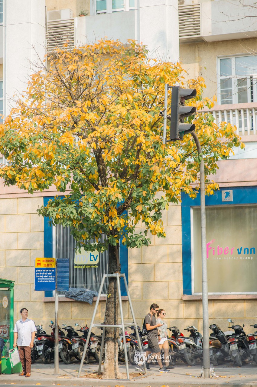 Hà Nội những ngày mùa xuân lá đỏ lá vàng: Đẹp mãi thế này thì khỏi cần đi Hàn hay Nhật luôn nhỉ? - Ảnh 8.