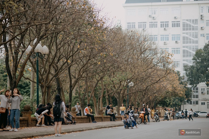 Sự thật phũ phàng tại con đường tình yêu đẹp nhất Hà Nội: Lá vàng rụng hết, người chật như nêm tranh chụp ảnh sống ảo - Ảnh 2.