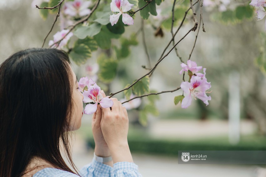 Hà Nội và những ngày Đoản khúc tháng Ba được dệt nên bằng sắc tím hoa ban - Ảnh 4.