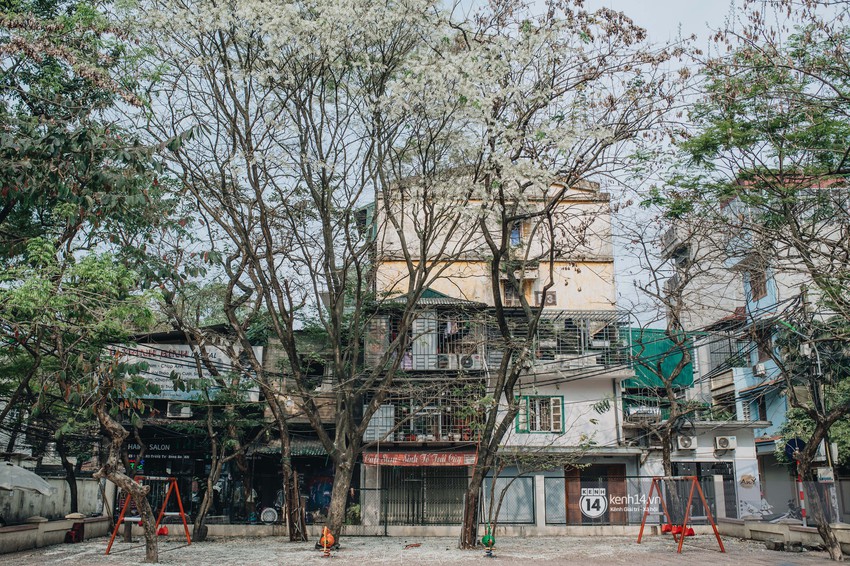 Đây là Hà Nội, của những ngày hoa sưa tinh khôi phủ trắng trời như tuyết - Ảnh 8.