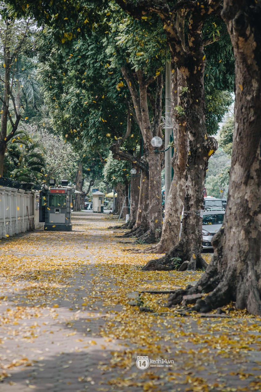 Hà Nội mùa lá rụng: Khi mọi thứ bỗng trở nên đẹp hoàn hảo như một thước phim! - Ảnh 4.