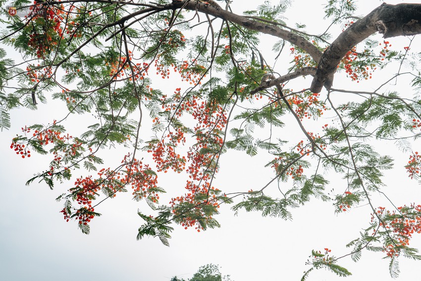 Chùm ảnh: Hà Nội và bản tình ca của những loài hoa mùa hạ thay nhau khoe sắc trên phố - Ảnh 2.