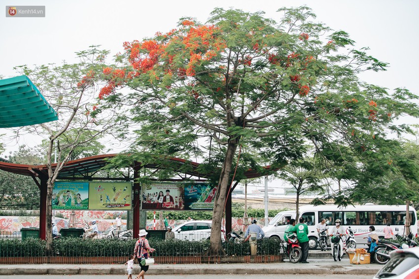 Chùm ảnh: Hà Nội và bản tình ca của những loài hoa mùa hạ thay nhau khoe sắc trên phố - Ảnh 4.