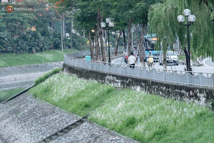 Sông Tô Lịch đổi màu sau khi làm sạch bằng công nghệ Nhật Bản: Hoa lau xanh mướt, người dân thư thả câu cá - Ảnh 8.