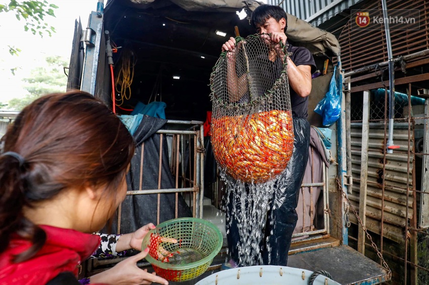 Chùm ảnh: Cá chép đỏ phục vụ lễ Ông Công Ông Táo nườm nượp đổ về chợ đầu mối - Ảnh 1.