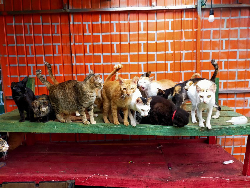 2 c&ocirc; g&aacute;i v&agrave; 20 con m&egrave;o tr&ecirc;n đỉnh đồi Đắk N&ocirc;ng: Thanh xu&acirc;n như một t&aacute;ch tr&agrave;, nhận nu&ocirc;i lũ m&egrave;o hết cả thanh xu&acirc;n - Ảnh 1.