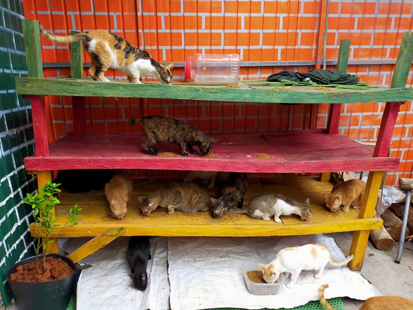 2 c&ocirc; g&aacute;i v&agrave; 20 con m&egrave;o tr&ecirc;n đỉnh đồi Đắk N&ocirc;ng: Thanh xu&acirc;n như một t&aacute;ch tr&agrave;, nhận nu&ocirc;i lũ m&egrave;o hết cả thanh xu&acirc;n - Ảnh 9.