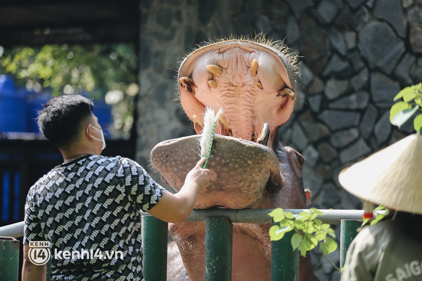 Ngày đầu Thảo Cầm Viên Sài Gòn mở cửa sau 6 tháng tạm dừng vì dịch, người dân háo hức mua vé ghé thăm bầy thú - Ảnh 11.