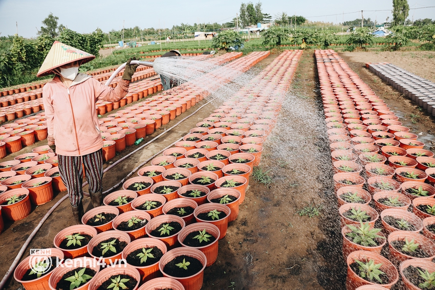 Làng hoa Tết ở Sài Gòn giữa dịch Covid-19: Nhà vườn như ngồi trên đống lửa! - Ảnh 2.