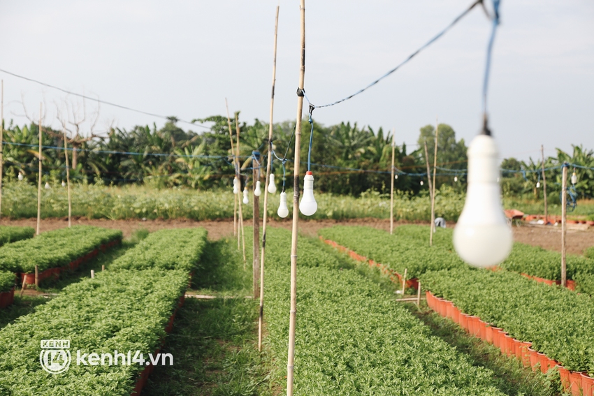 Làng hoa Tết ở Sài Gòn giữa dịch Covid-19: Nhà vườn như ngồi trên đống lửa! - Ảnh 7.