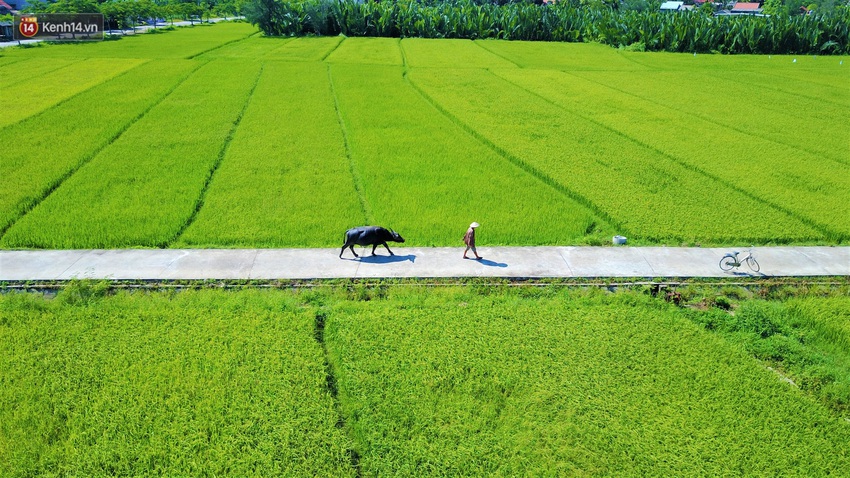 N&ocirc;ng d&acirc;n Hội An thu đ&ocirc; la nhờ xịt nước hoa, b&ocirc;i phấn cho&hellip; tr&acirc;u để l&agrave;m du lịch - Ảnh 1.