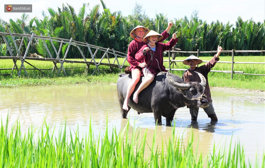 Nông dân Hội An thu đô la nhờ xịt nước hoa, bôi phấn cho… trâu để làm du lịch - Ảnh 8.