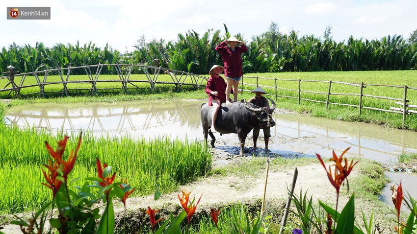 N&ocirc;ng d&acirc;n Hội An thu đ&ocirc; la nhờ xịt nước hoa, b&ocirc;i phấn cho&hellip; tr&acirc;u để l&agrave;m du lịch - Ảnh 2.