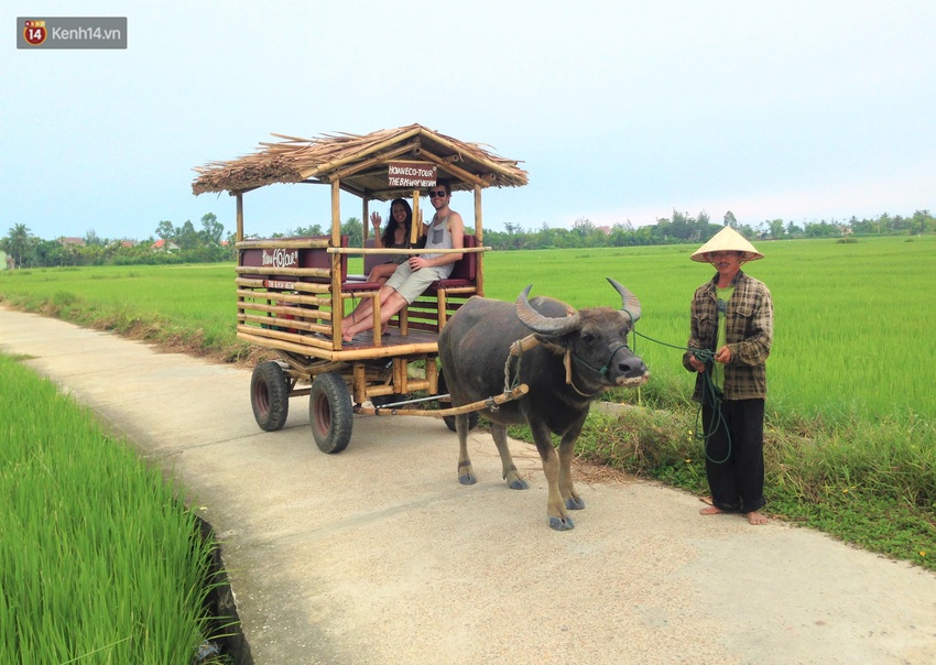 N&ocirc;ng d&acirc;n Hội An thu đ&ocirc; la nhờ xịt nước hoa, b&ocirc;i phấn cho&hellip; tr&acirc;u để l&agrave;m du lịch - Ảnh 14.