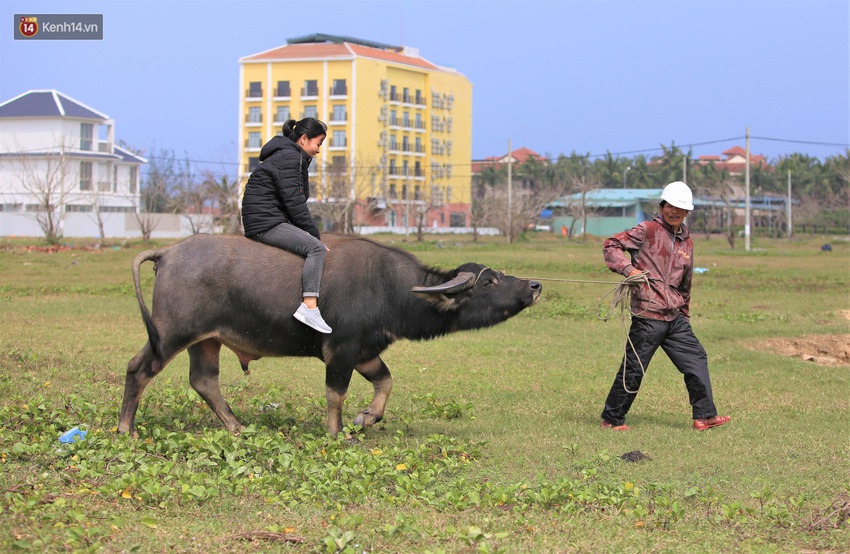 N&ocirc;ng d&acirc;n Hội An thu đ&ocirc; la nhờ xịt nước hoa, b&ocirc;i phấn cho&hellip; tr&acirc;u để l&agrave;m du lịch - Ảnh 12.