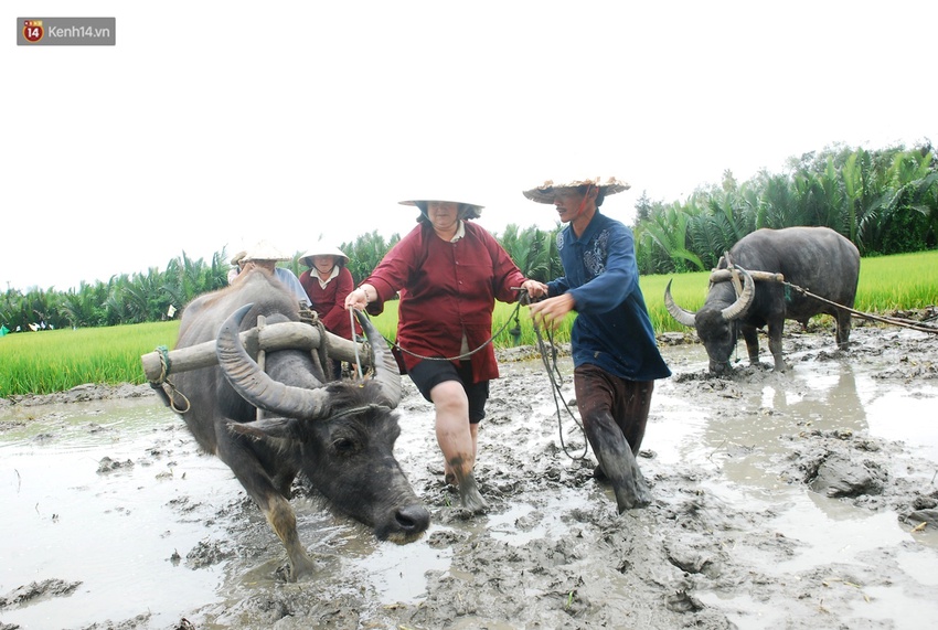 N&ocirc;ng d&acirc;n Hội An thu đ&ocirc; la nhờ xịt nước hoa, b&ocirc;i phấn cho&hellip; tr&acirc;u để l&agrave;m du lịch - Ảnh 5.