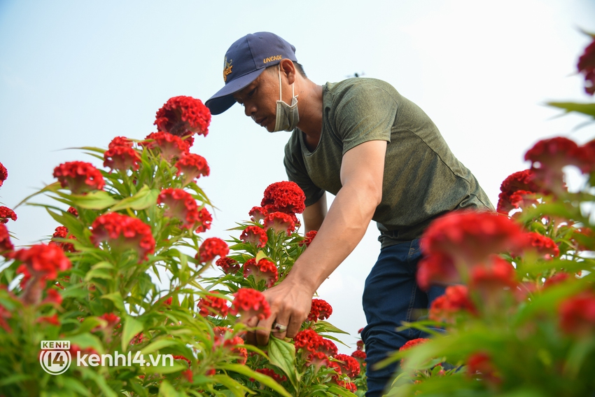 Ảnh: Cánh đồng hoa ở TP.HCM khoe sắc rực rỡ đón Tết, nhiều khách đến đặt hàng - Ảnh 9.