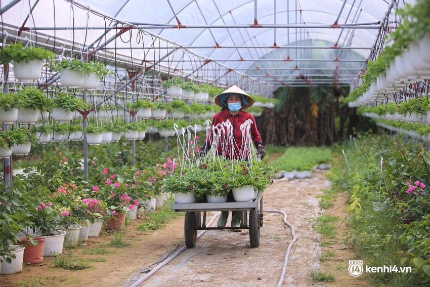 Ảnh: Làng hoa lớn nhất Đà Nẵng tất bật ngày giáp Tết - Ảnh 4.