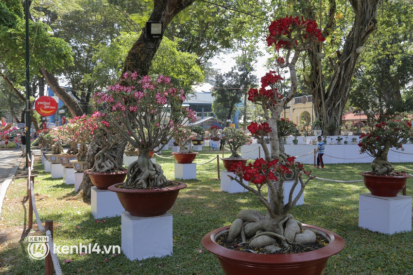 Chiêm ngưỡng vườn hoa sứ độc lạ chỉ có tại hội hoa xuân công viên Tao Đàn 2022 - Ảnh 5.