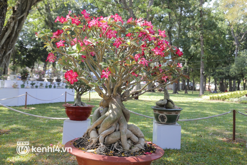 Chiêm ngưỡng vườn hoa sứ độc lạ chỉ có tại hội hoa xuân công viên Tao Đàn 2022 - Ảnh 7.