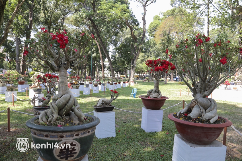 Chiêm ngưỡng vườn hoa sứ độc lạ chỉ có tại hội hoa xuân công viên Tao Đàn 2022 - Ảnh 2.