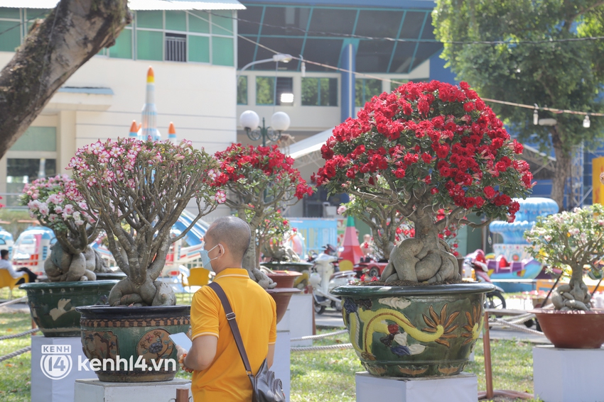 Chiêm ngưỡng vườn hoa sứ độc lạ chỉ có tại hội hoa xuân công viên Tao Đàn 2022 - Ảnh 13.