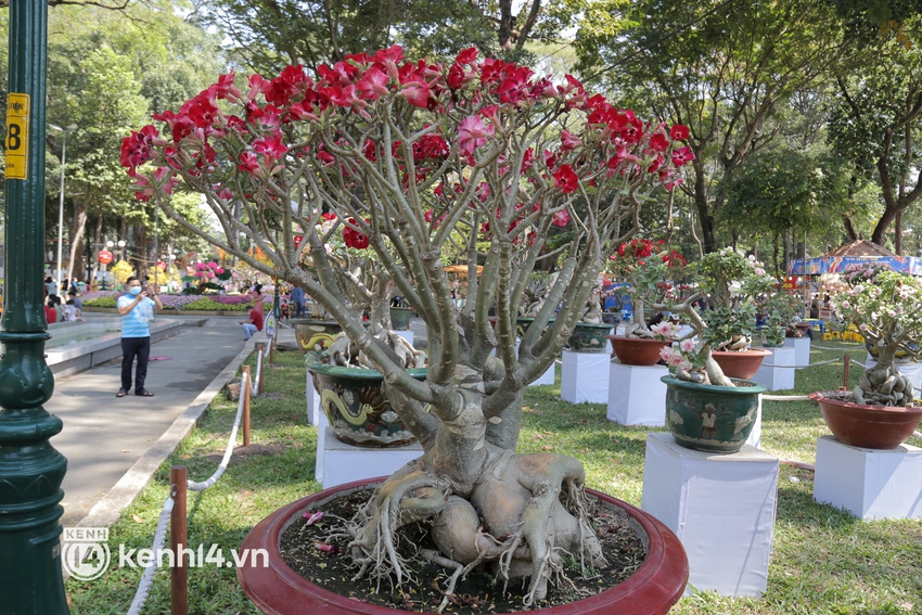 Chiêm ngưỡng vườn hoa sứ độc lạ chỉ có tại hội hoa xuân công viên Tao Đàn 2022 - Ảnh 4.