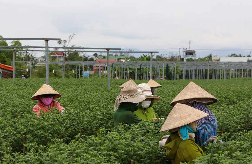 Làng hoa nổi tiếng Đà Nẵng hối hả vào vụ Tết - Ảnh 12.