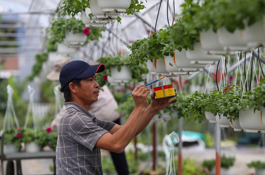 Làng hoa nổi tiếng Đà Nẵng hối hả vào vụ Tết - Ảnh 9.