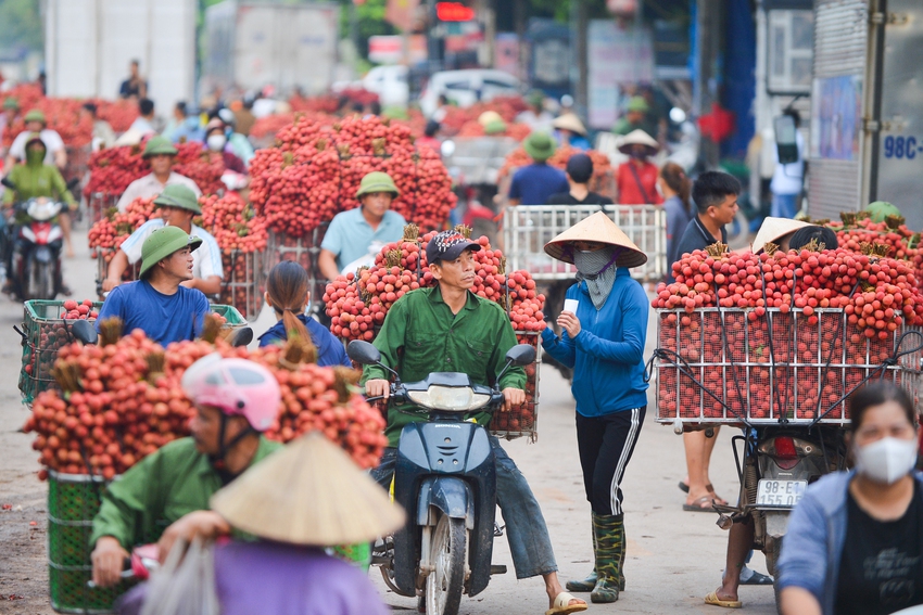 Ảnh: Người dân Bắc Giang cõng hàng tạ vải thiều đi bán từ 5h sáng khiến đường phố đỏ rực, tắc dài - Ảnh 2.