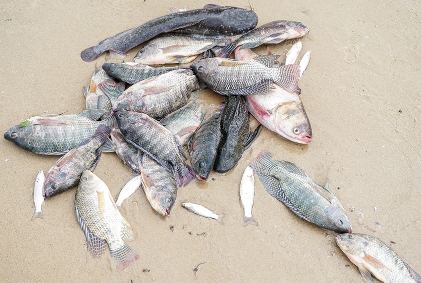 Nghề độc chỉ có sau bão ở Đà Nẵng: Ra biển săn cá nước ngọt khủng - Ảnh 7.