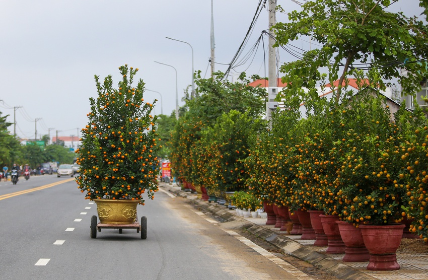 Ảnh: Tết sớm trên làng quất nức tiếng miền Trung, chưa chín hết đã “cháy hàng” - Ảnh 17.