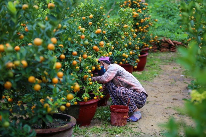 Ảnh: Tết sớm trên làng quất nức tiếng miền Trung, chưa chín hết đã “cháy hàng” - Ảnh 7.